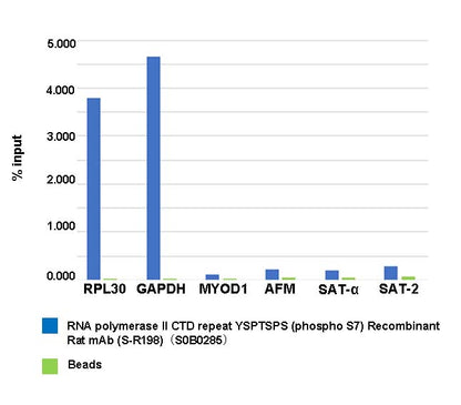 RNA polymerase II CTD repeat YSPTSPS (phosphor S7) Recombinant Rat mAb (S-R198)
