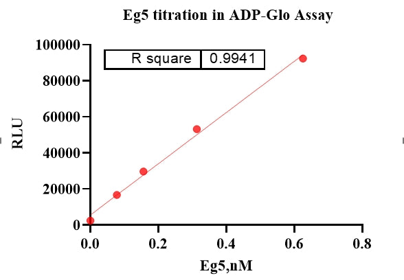 Eg5(Motor Domain) Protein