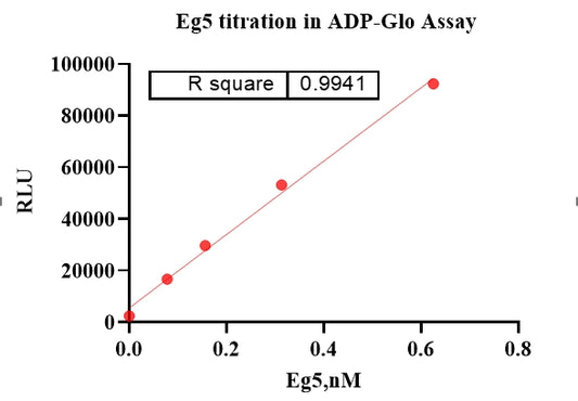 Eg5(Motor Domain) Protein