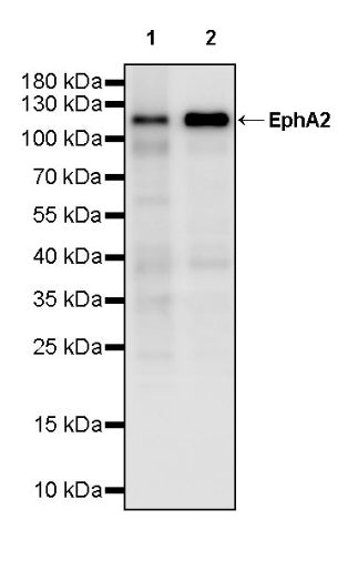 EphA2 Recombinant Rabbit mAb (S-2978-41)
