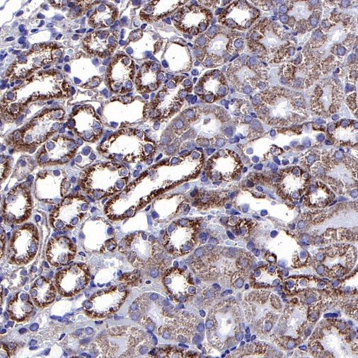 COX IV Rabbit polyclonal antibody