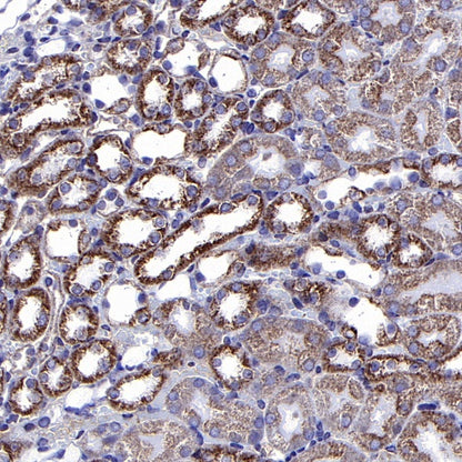 COX IV Rabbit polyclonal antibody