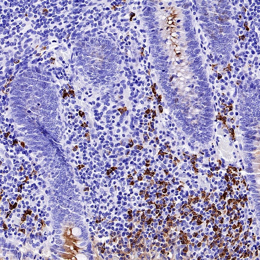 Human IgA1 Recombinant Rabbit mAb (S-2513-50)