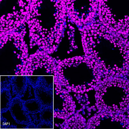 Histone H3 Recombinant Rabbit mAb (Alexa Fluor® 647 Conjugate) (S-266-44)
