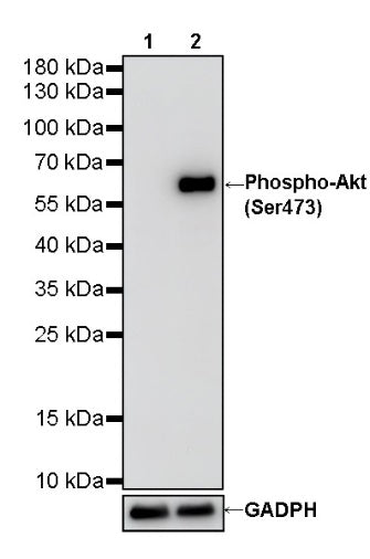 Phospho-Akt (Ser473) Recombinant Rabbit mAb (S-510-64)