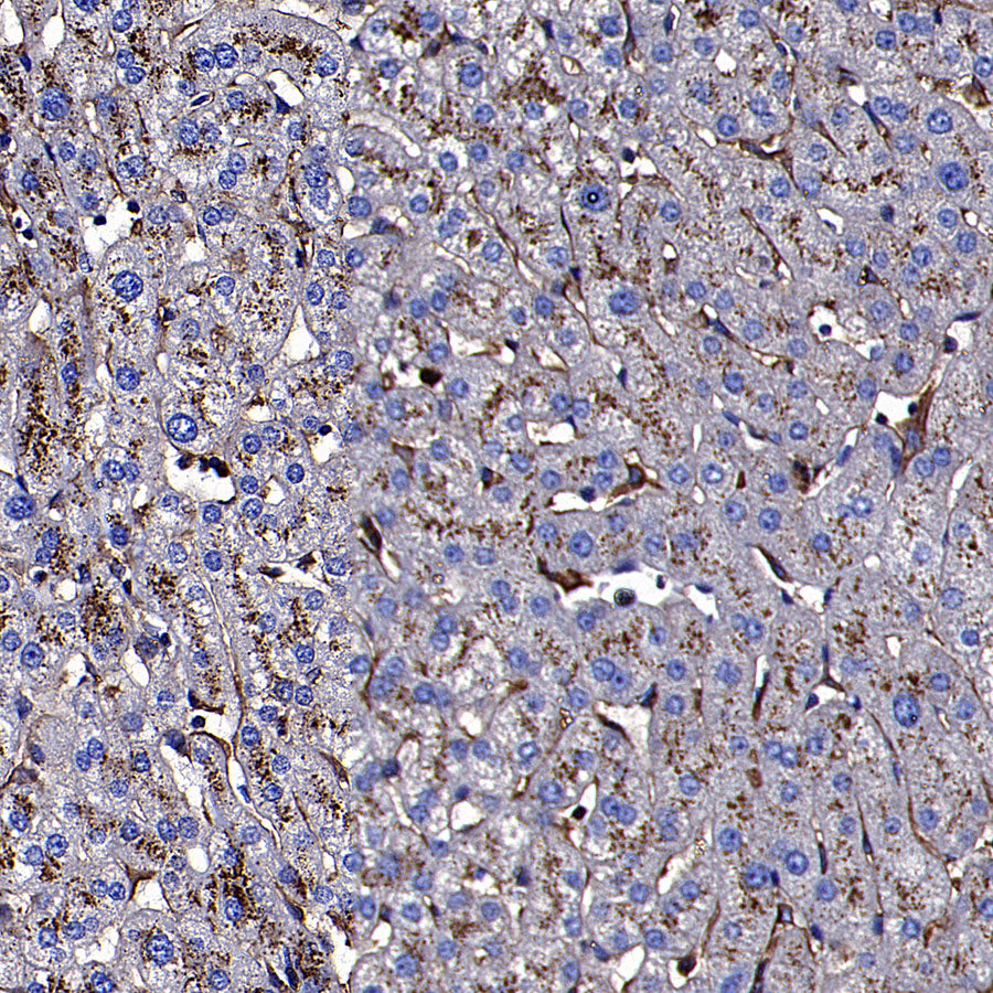 CD64 Recombinant Mouse mAb (S-5504)