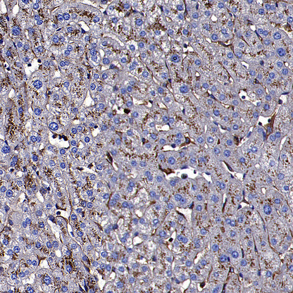 CD64 Recombinant Mouse mAb (S-5504)