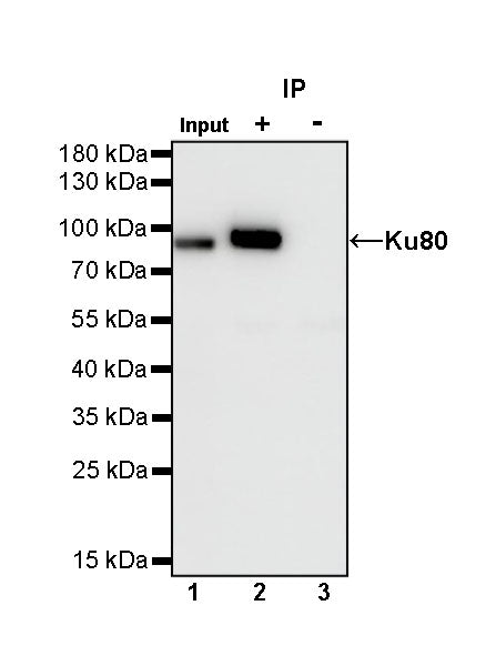 Ku80 Recombinant Rabbit mAb (S-R226)
