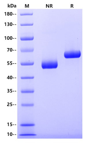 VSV G (ΔTM) Protein, His Tag