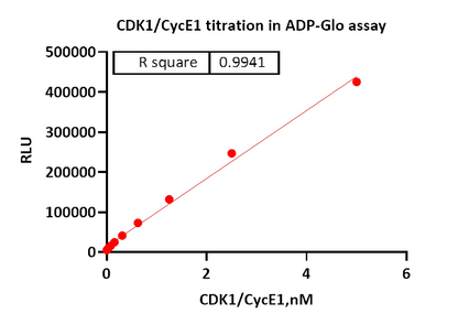 CDK1/CycE1 Protein