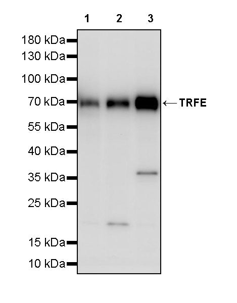 TRFE Rabbit Polyclonal Antibody