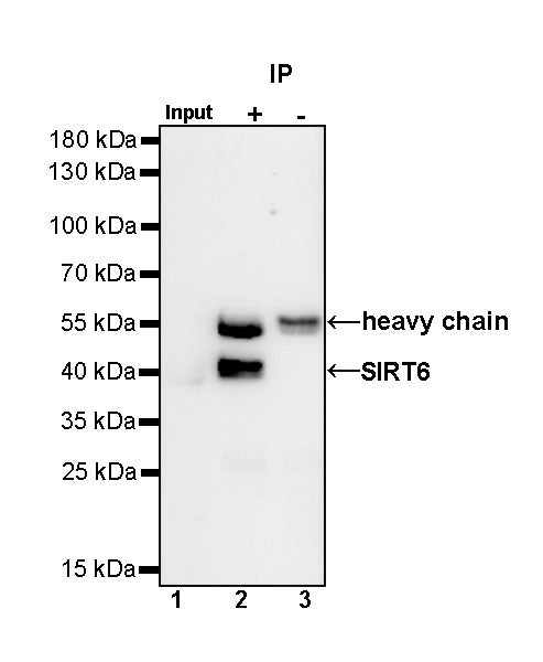 SIRT6 Rabbit Polyclonal Antibody