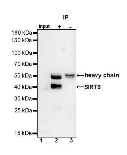 SIRT6 Rabbit Polyclonal Antibody