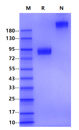 IL-6 R alpha/CD126 Fc Chimera Protein, Mouse