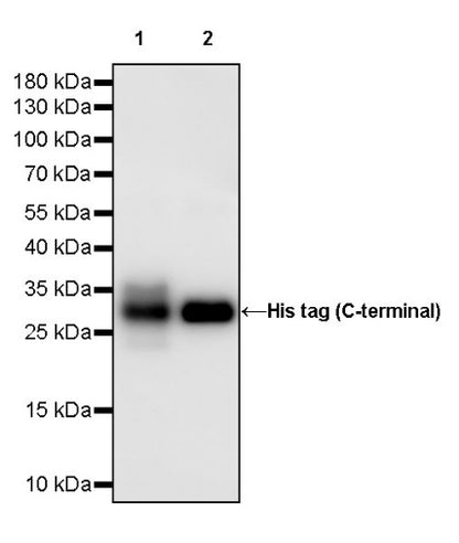 His tag (C-terminal) Mouse mAb (S-1808-7)