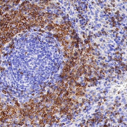 S-RMab® CD79B Recombinant Rabbit mAb (SDT-R513)