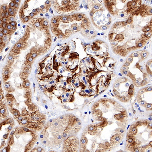 α-tubulin Recombinant Mouse mAb (S-364-23HL)