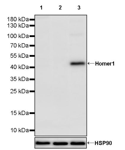 Homer1 Rabbit Polyclonal Antibody