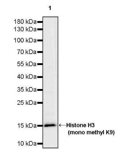 Histone H3 (mono methyl K9) Recombinant Rabbit mAb (S-850-153)