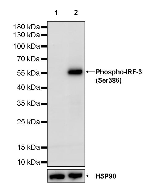 Phospho-IRF3 (Ser386) Recombinant Rabbit mAb (S-3498)