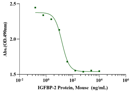 IGFBP-2 Protein, Mouse