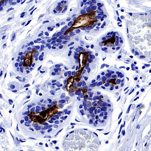 S-RMab® MUC1/EMA Recombinant Rabbit mAb (SDT-776-49)
