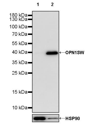 OPN1SW Rabbit Polyclonal Antibody