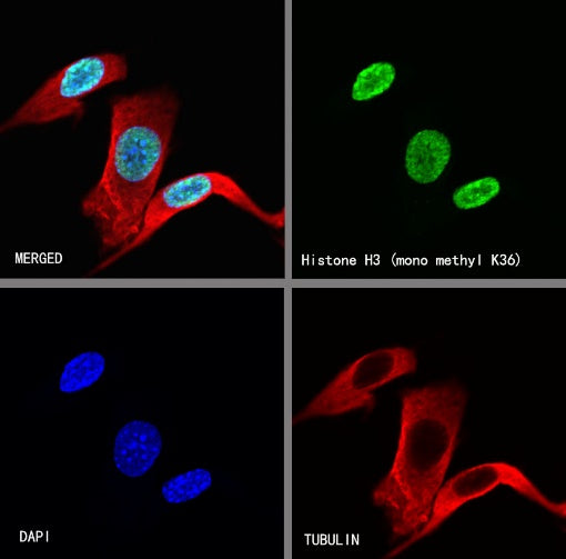 Histone H3 (mono methyl K36) Recombinant Rabbit mAb (S-R396)