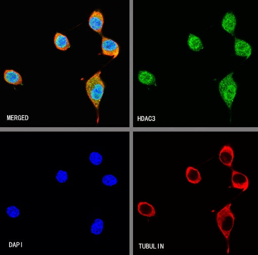 HDAC3 Rabbit Polyclonal Antibody