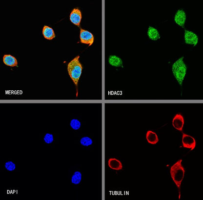 HDAC3 Rabbit Polyclonal Antibody