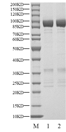 PRKG1 GST Tag Protein, Human
