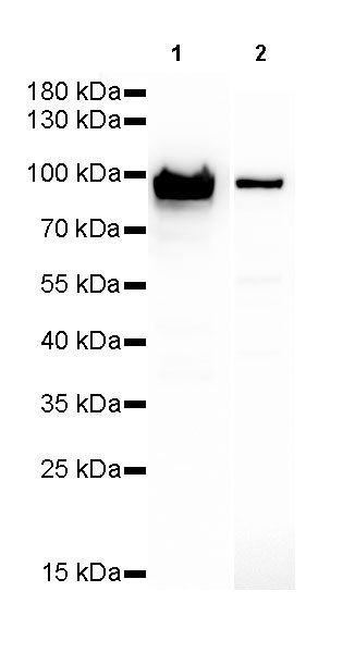 Hsp90 beta Recombinant Rabbit mAb (SDT-R033)