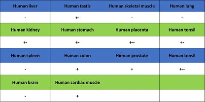 Collagen III Recombinant Mouse mAb (S-3838)