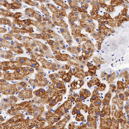 IDH2 Recombinant Rabbit mAb (S-1525-5)