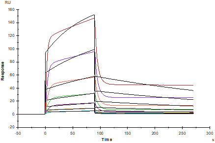 EphB2 His Tag Protein, Human
