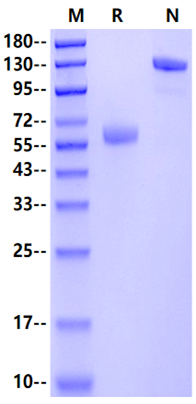 VSIG3/IGSF11 Fc Chimera Protein, Human