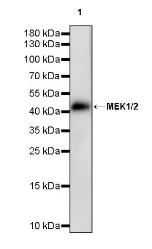 MEK1/2 Recombinant Rabbit mAb (S-834-101)