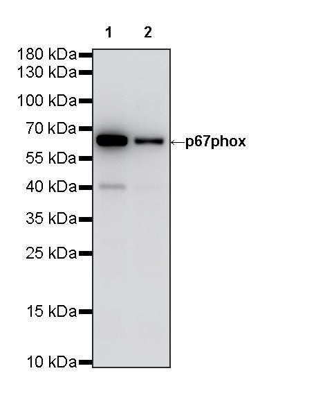 p67phox Rabbit Polyclonal Antibody