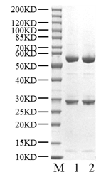 CDK4/Cyclin D3 Protein