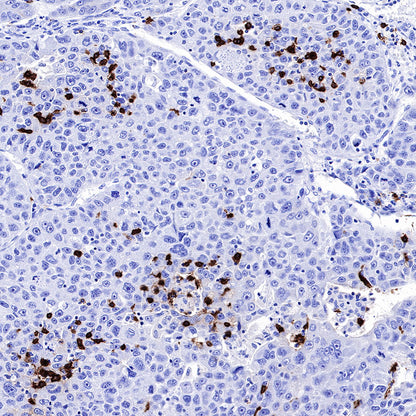 S-RMab® CD20 Recombinant Rabbit mAb,PBS Only (SDT-R133)