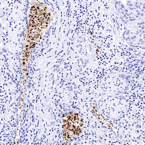 Hemoglobin alpha Recombinant Rabbit mAb (S-R242)