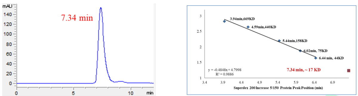 CKS1 Protein, Human