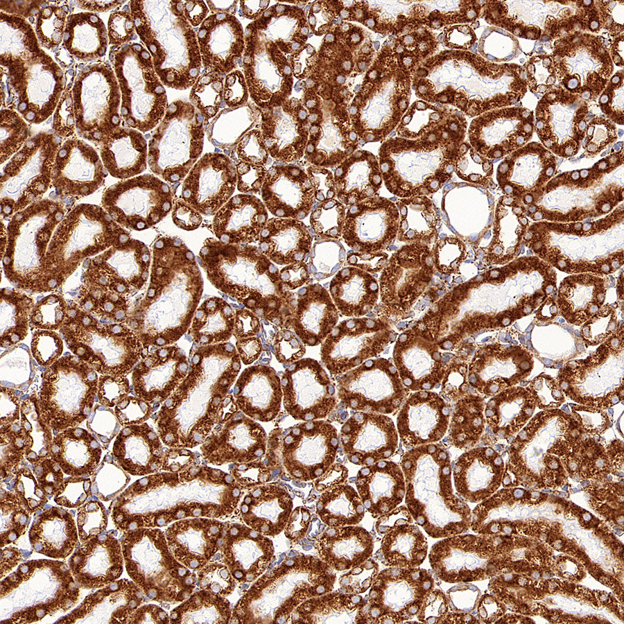 P4HB Recombinant Rabbit mAb