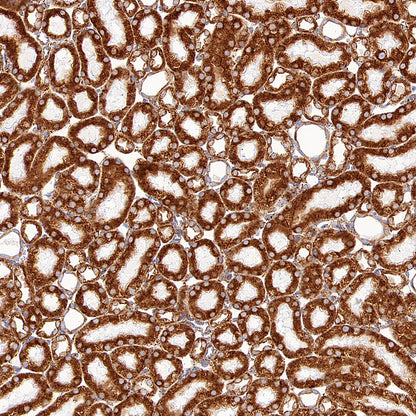 P4HB Recombinant Rabbit mAb