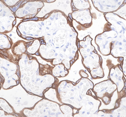 Cytokeratin 19 Recombinant Rabbit  mAb,PBS Only (SDT-107-19)