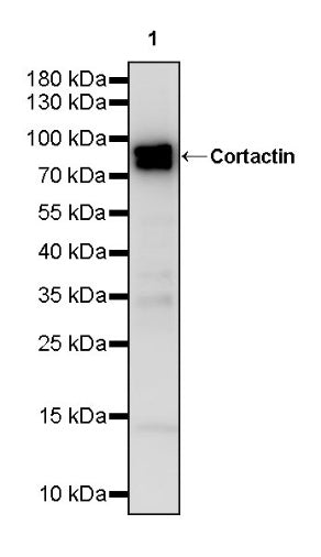 Cortactin Recombinant Rabbit mAb (S-1303-10)