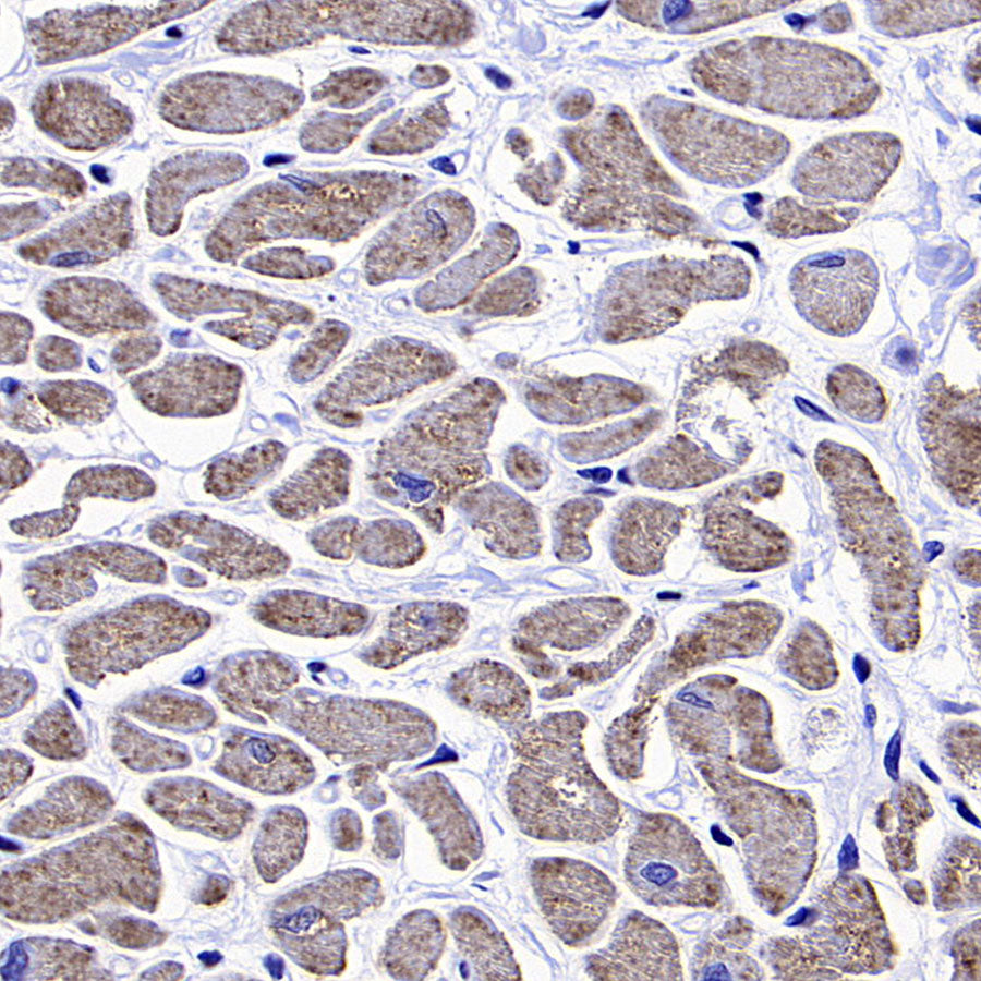 NDUFA9 Recombinant Mouse mAb (S-5382)