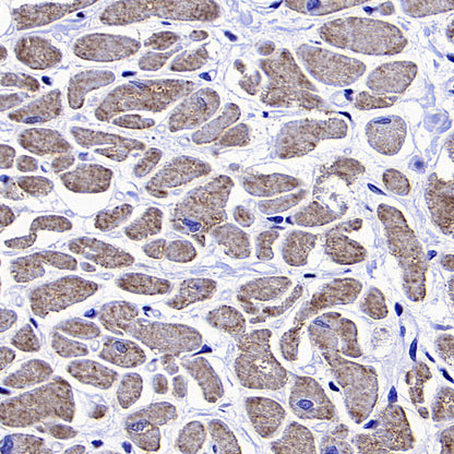 NDUFA9 Recombinant Mouse mAb (S-5382)