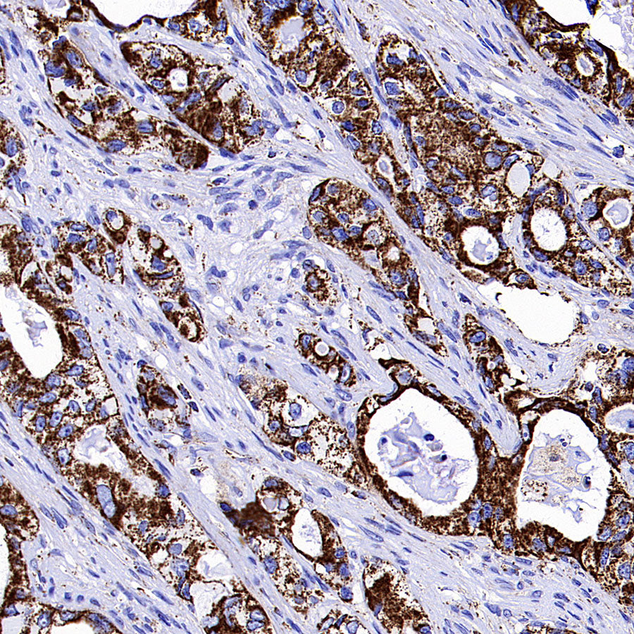 COXIV Recombinant Mouse mAb (S-5528)
