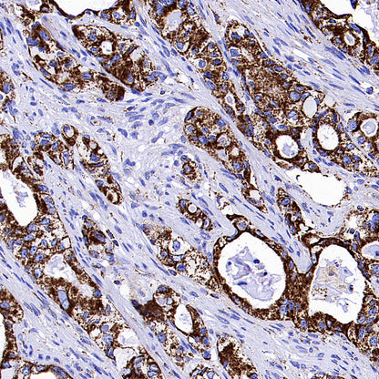 COXIV Recombinant Mouse mAb (S-5528)